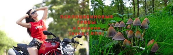 ПСИЛОЦИБИНОВЫЕ ГРИБЫ Мегион