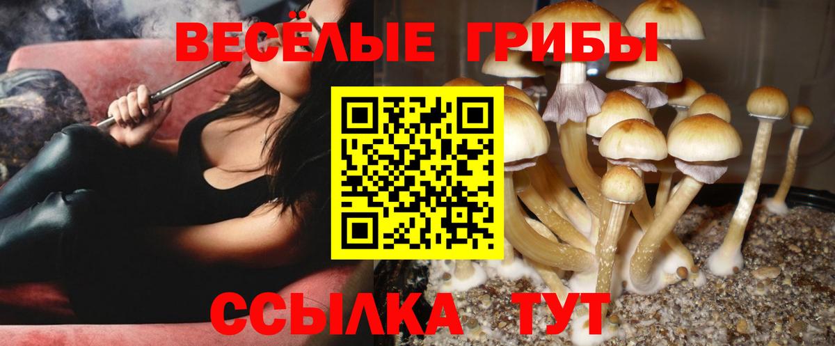Черкесск  Псилоцибиновые грибы GOLDEN TEACHER  Вход с VPN 